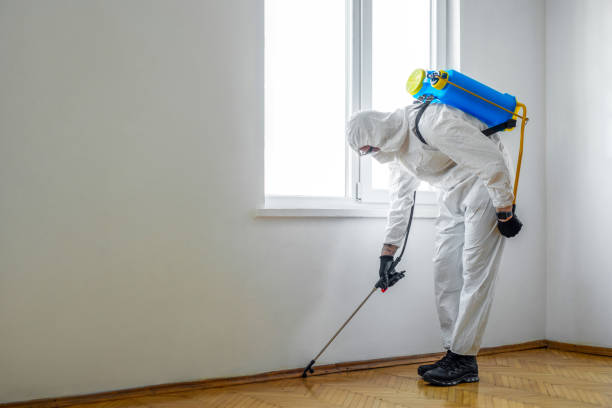 Best Termite Control Services  in Lincoln, MT