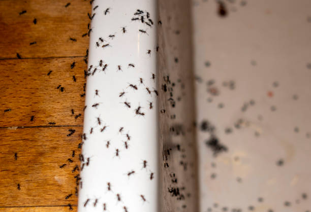 Best Pest Control Near Me  in Lincoln, MT